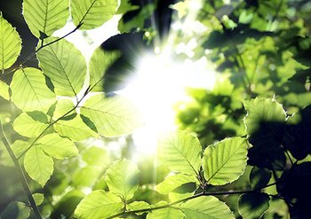 Zonneschijn door bladeren