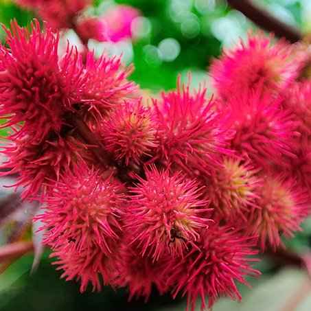 castor oil