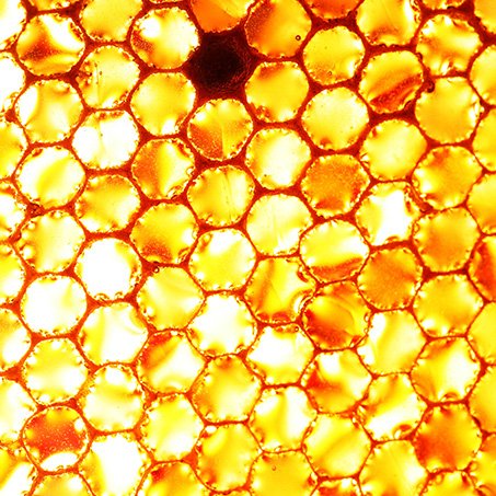 propolis