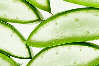 agaven kaktus Queen Victoria Agave for Sale | Victoria Cactus main image 1