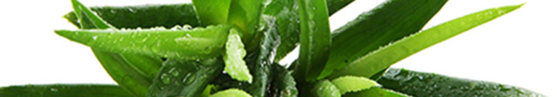 Afla care sunt beneficiile ingredientului aloe vera