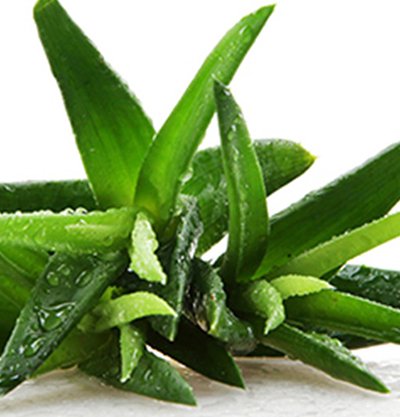 dr aloe vera gel Aloe Vera Gel
