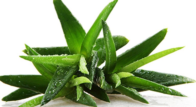 Afla care sunt beneficiile ingredientului aloe vera